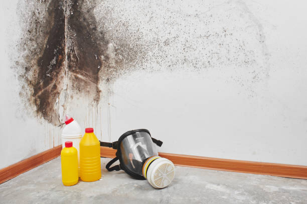 Best Mold Removal Process  in Man, IL