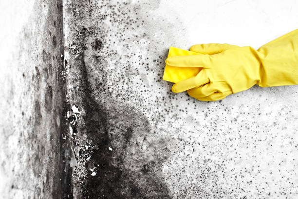 Best Commercial Mold Removal  in Man, IL