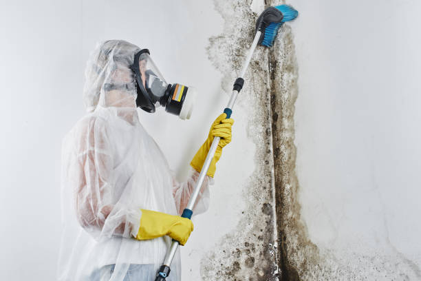 Best Mold Removal Specialists  in Man, IL