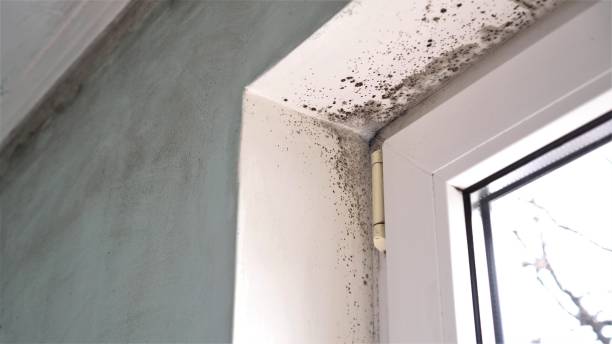 Best Emergency Mold Removal  in Man, IL
