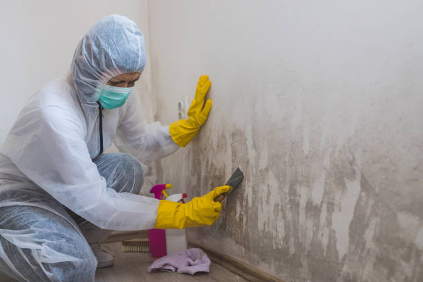 Best Mold Removal Near Me  in Man, IL