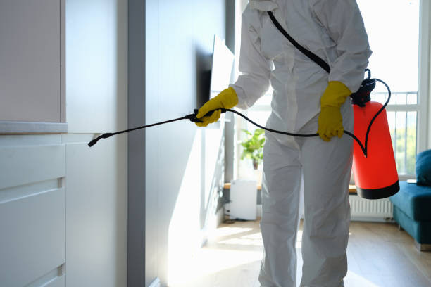 Best Local Mold Removal Service  in Man, IL