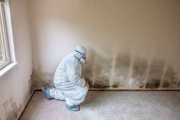 Best Attic Mold Removal  in Man, IL