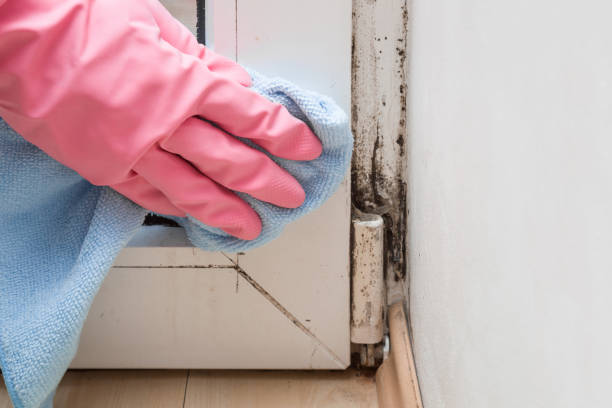 Best Mold Damage Repair  in Man, IL